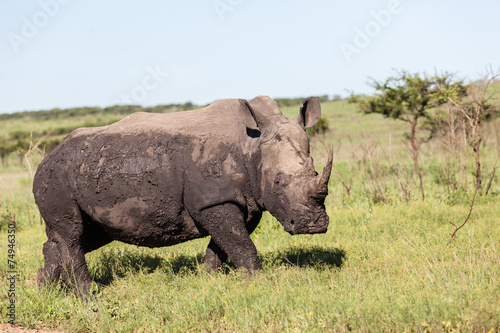 Rhino Wildlife © ChrisVanLennepPhoto