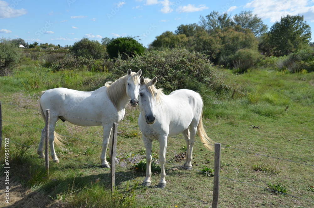 Le cheval de Camargue Le cheval de Camargue