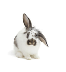 rabbit on a white background isolated