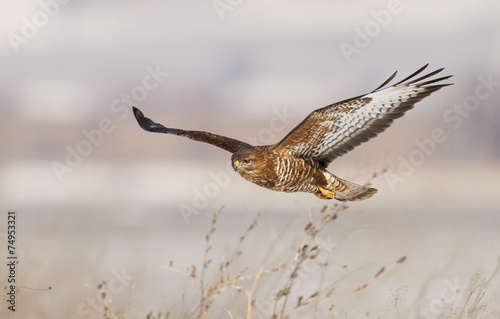 Common buzzard in flight photo
