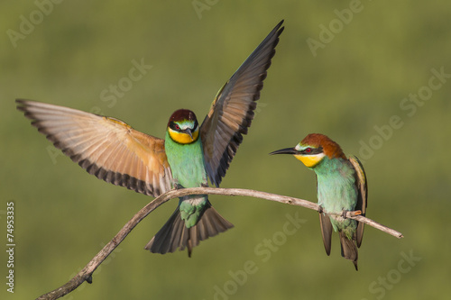 Bee eaters on branch front of nice green background