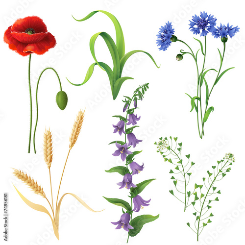 Wildflowers  set