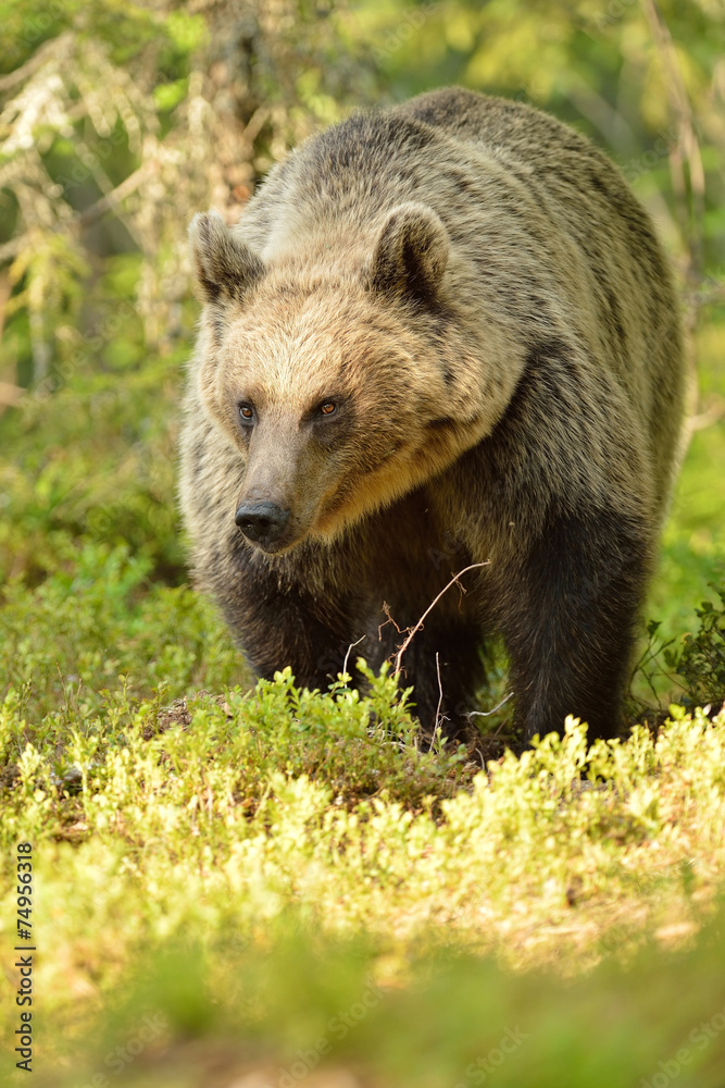 Fototapeta premium Bear in the sunny forest