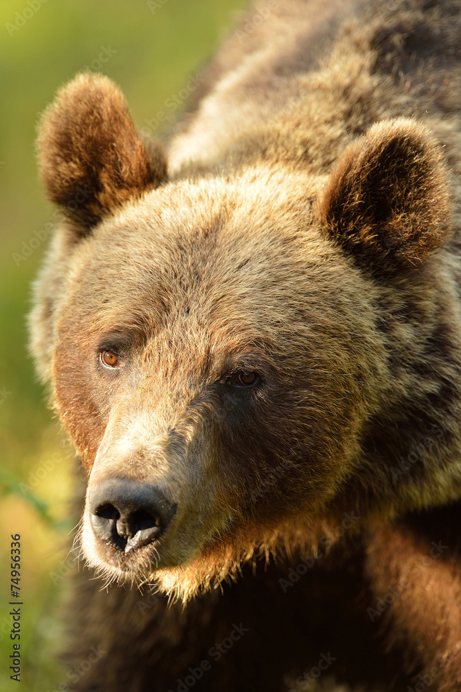 Bear portrait