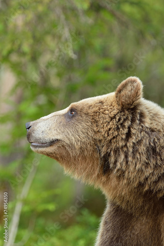 European brown bear portrait