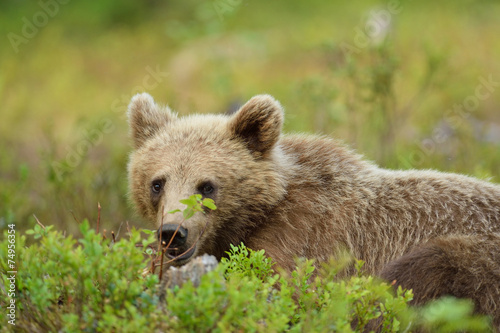 Young bear lying on the ground