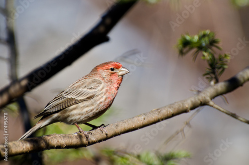 Male House Finch Perched on a Branch