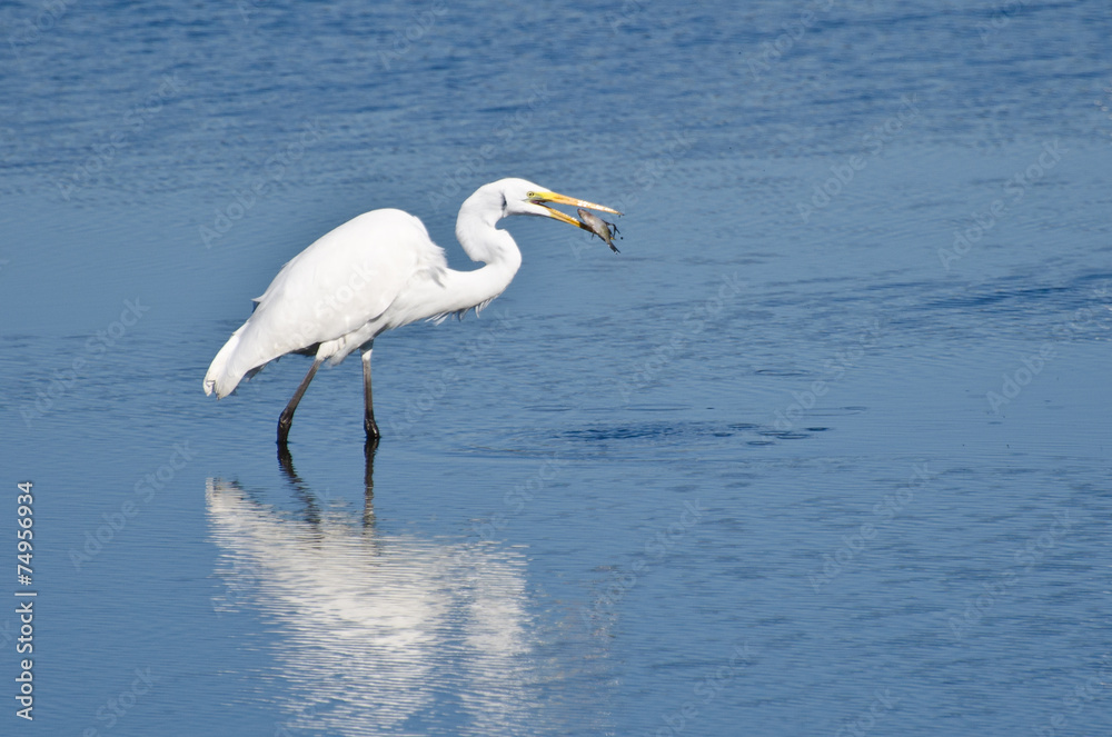 Great Egret With Caught Fish Great Egret With Caught Fish