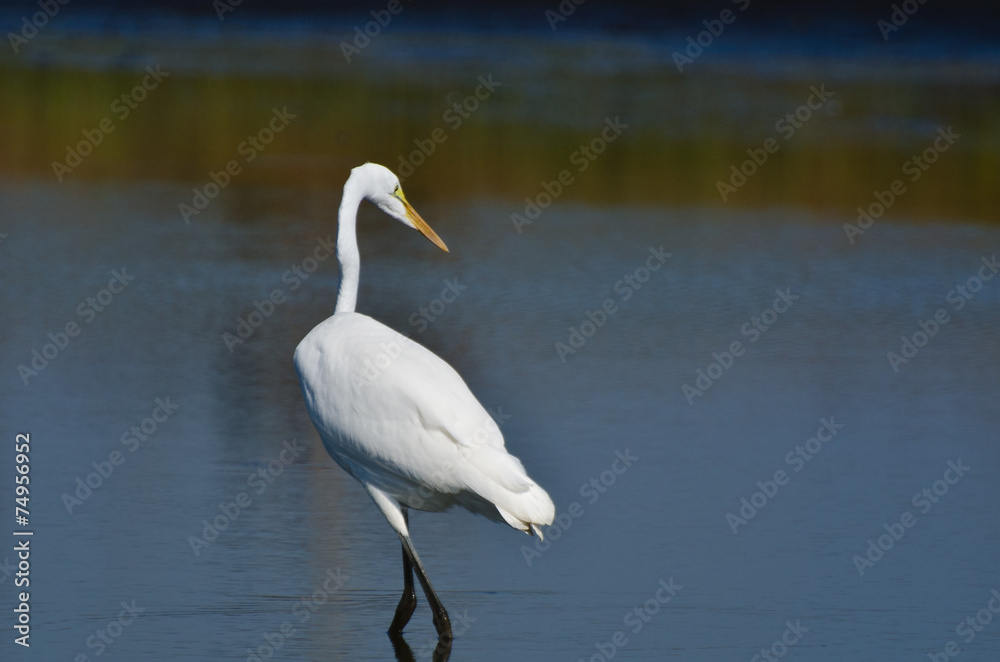 Great Egret Hunting for Fish Great Egret Hunting for Fish