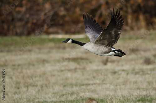 Canada Goose Taking to Flight from an Autumn Field