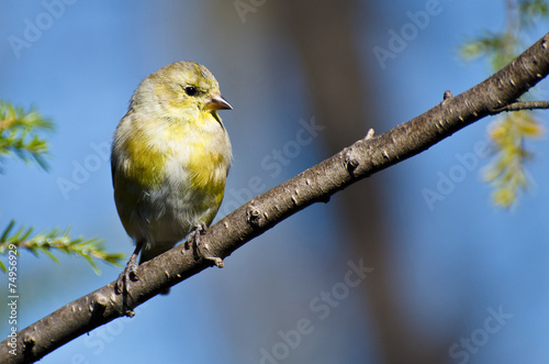 Female Goldfinch Perched in a Tree © rck