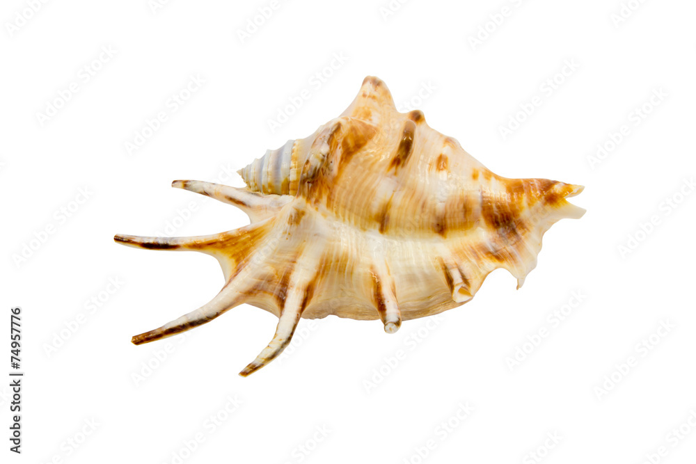 Cockleshell of the Black Sea  - Rapana