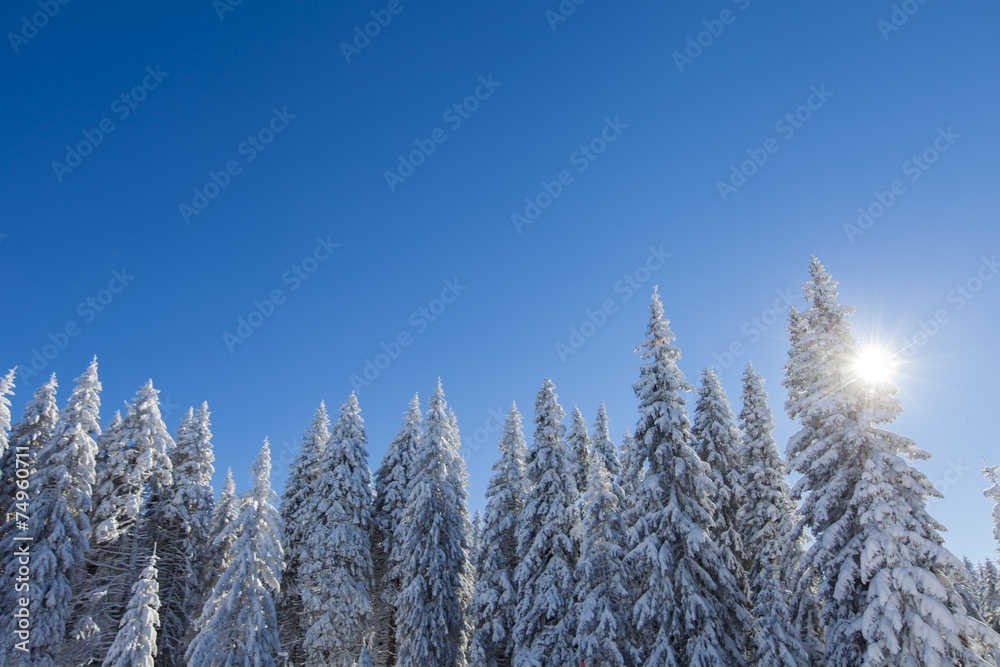 Mountain forest under the snow in winter Mountain forest under the snow in winter