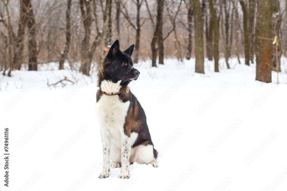 Akita dog breed with a black muzzle winter in the park Akita dog breed with a black muzzle winter in the park