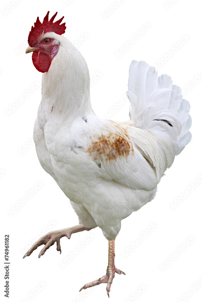 Fototapeta premium Rooster Chicken isolated on white background