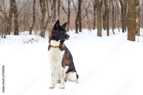 Fototapeta Naklejka Na Ścianę i Meble -  Akita dog breed with a black muzzle winter in the park