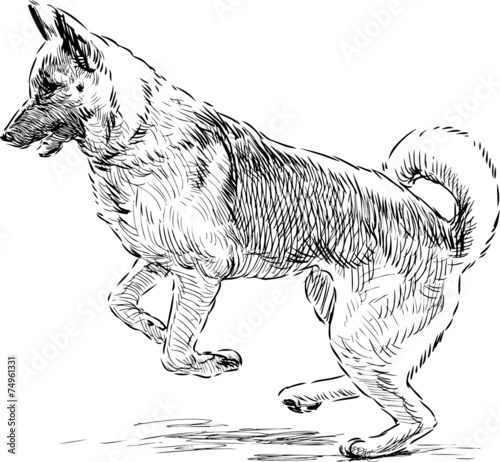 german shepherd in a jump