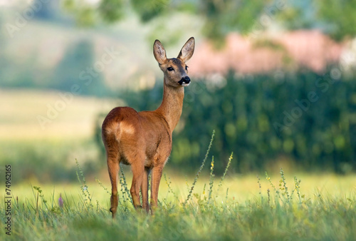 Fotografia Roe deer
