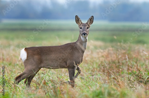 Canvas Print Roe deer