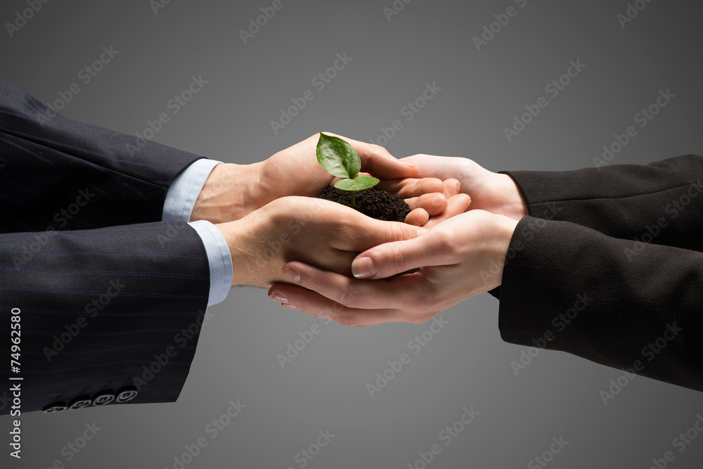 Fototapeta premium Sprout in hands