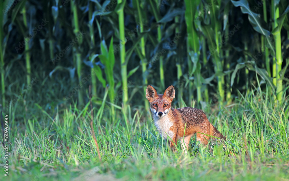 Obraz premium Red fox