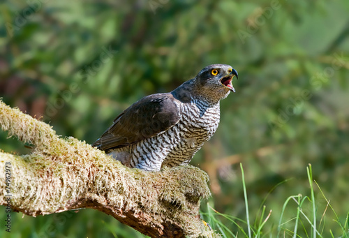 Northern goshawk