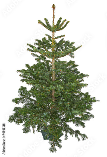 christmas tree - fir isolated