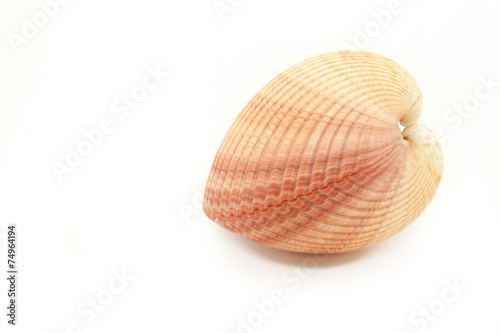 tropical seashell in white background
