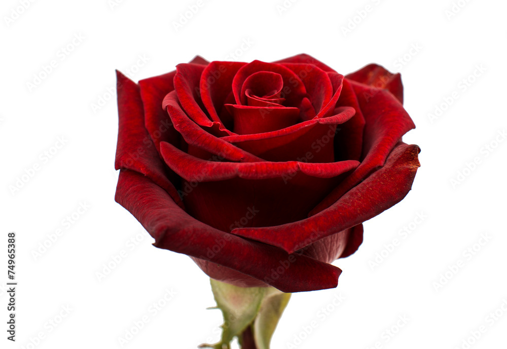 Naklejka premium red rose