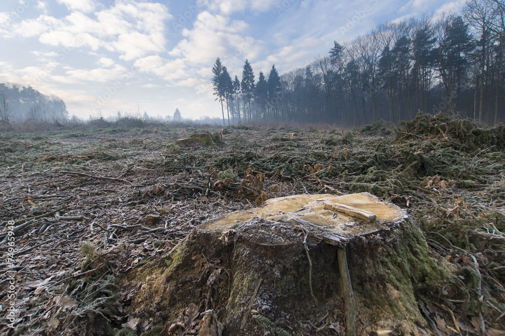 Fototapeta premium Pień na polanie