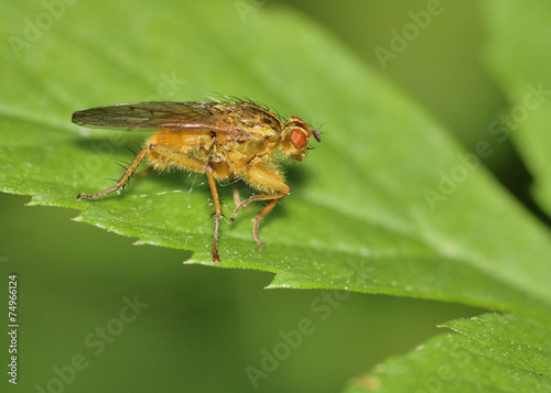Bee Like Tachinid Fly