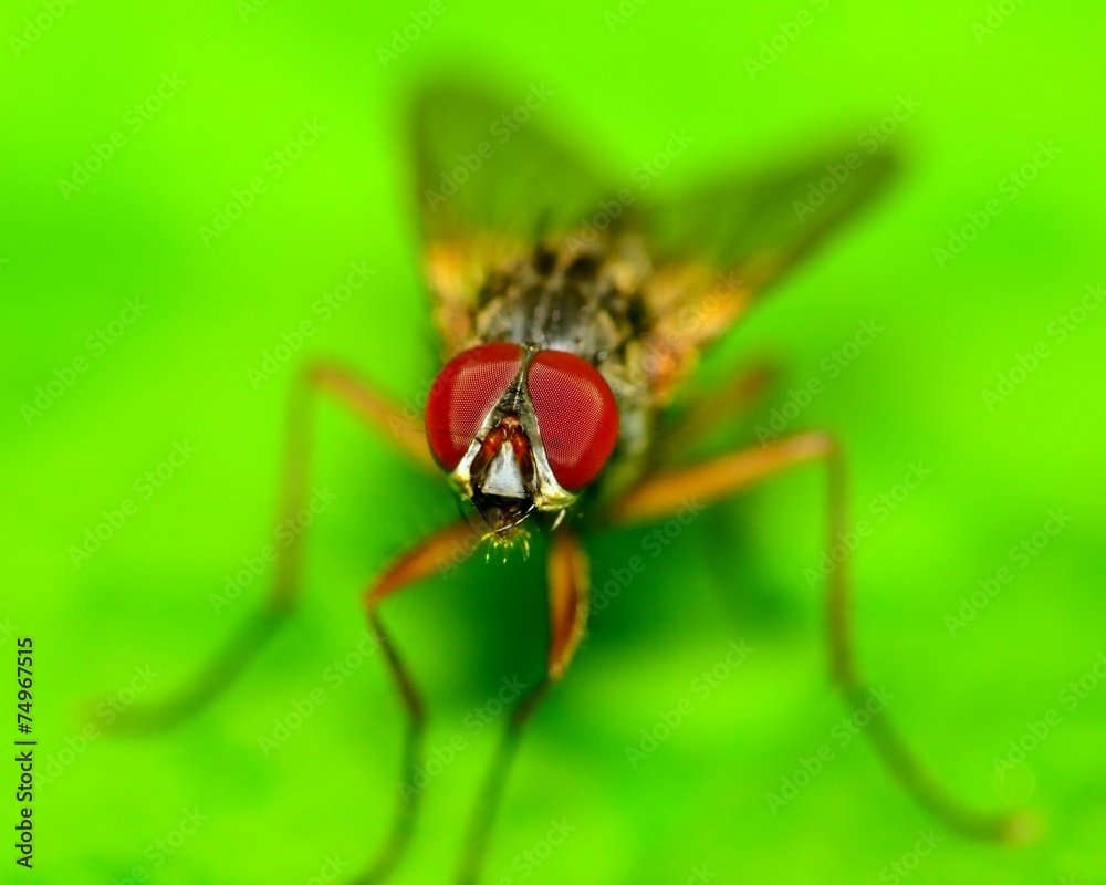 Fly On A Plant Fly On A Plant
