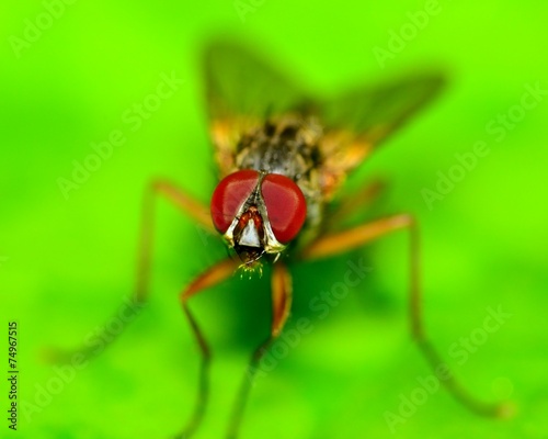 Fly On A Plant