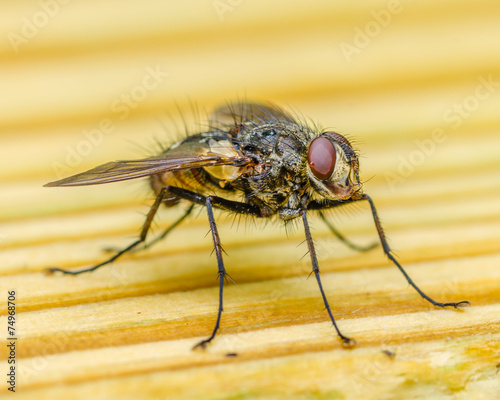 A Fly Closeup