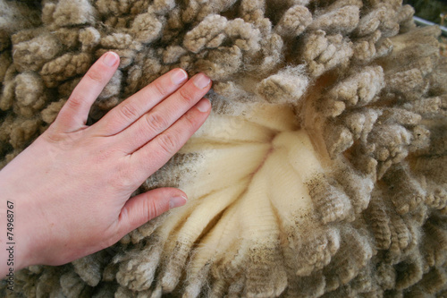 Woman's hand over merino wool photo