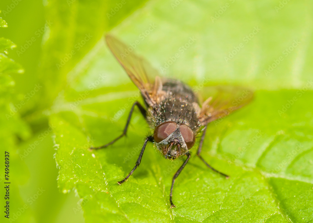 Fototapeta premium Fly