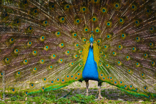 Pfau photo