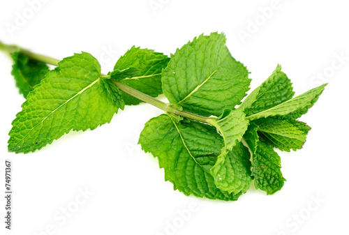 Closeup of fresh home-grown mint leaves isolated