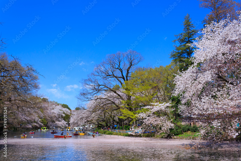 Obraz premium Cherry blossoms at the Inokashira Park in Tokyo