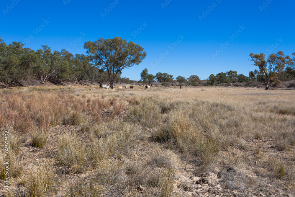 Cows graze in an outback river in South Australia.