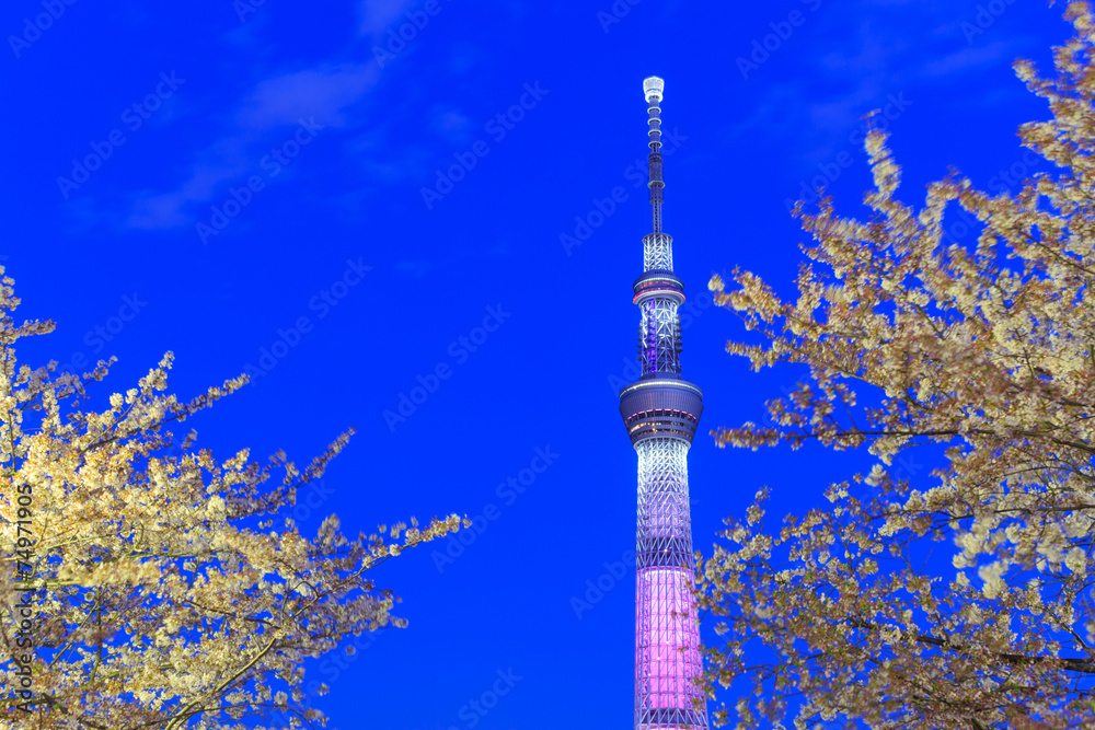 Naklejka premium Cherry blossoms and the Tokyo Sky Tree in Tokyo at dusk