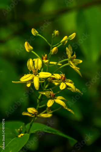 Tristellateia australasica, Malpighiaceae, Pacific Ocean Islands photo