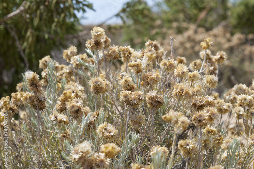 Flowers and leaves of Helichrysum stoechas photo