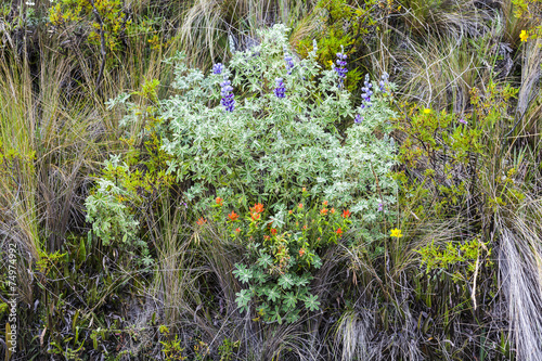 Pequeño jardín natural en el páramo ecuatoriano photo