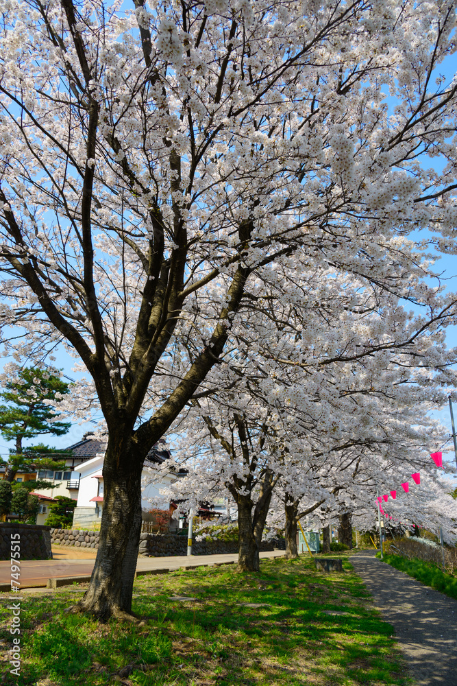 Cherry blossoms in the city of Joetsu in Niigata, Japan Cherry blossoms in the city of Joetsu in Niigata, Japan
