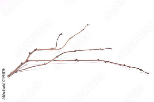 dry branch on white background