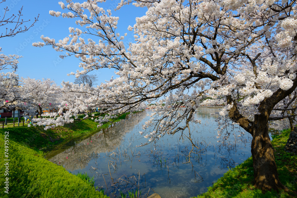 Cherry blossoms at the Takada Park in Joetsu city, Niigata, Japa Cherry blossoms at the Takada Park in Joetsu city, Niigata, Japa
