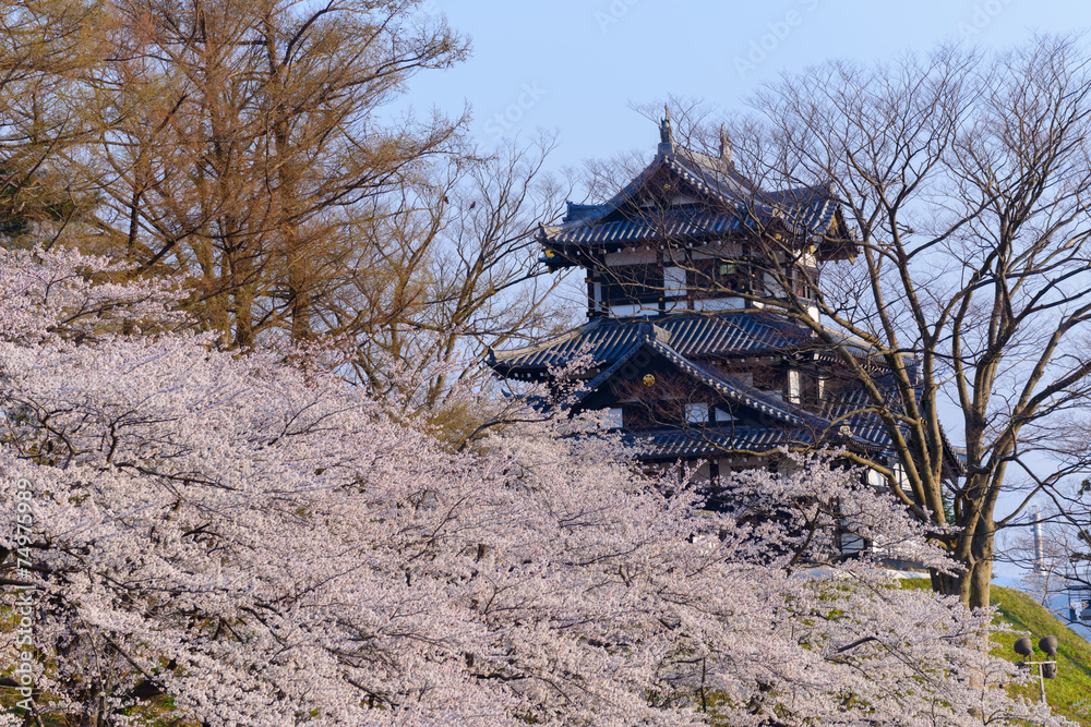 Cherry blossoms at the Takada Park and the Takada Castle in Joet Cherry blossoms at the Takada Park and the Takada Castle in Joet
