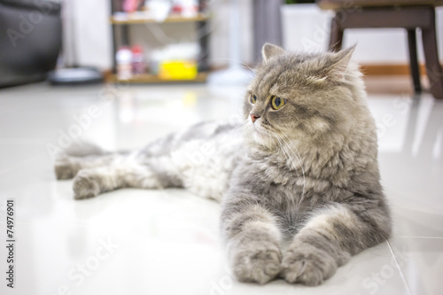 Fototapeta Naklejka Na Ścianę i Meble -  Persian cat