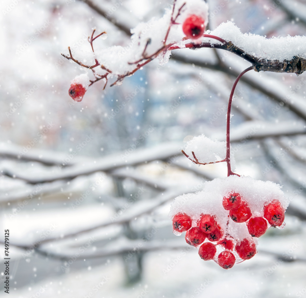 Background with a mountain ash cluster in snow Background with a mountain ash cluster in snow
